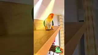 My parrot's got better dance moves than me. Check the swagger!" #foryou #birds #animallife #dancing