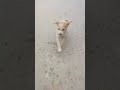 #sorts_video wafadarjanwerdog #funny