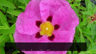 What Is Cistus Tea? Linden Botanicals