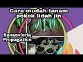Cara mudah tanam dan klon pokok lidah jin. Sansevieria propagation. Gets lots of plants by cloning.