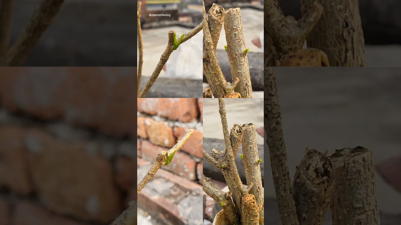 Chandni Cutting Growing tips With result 