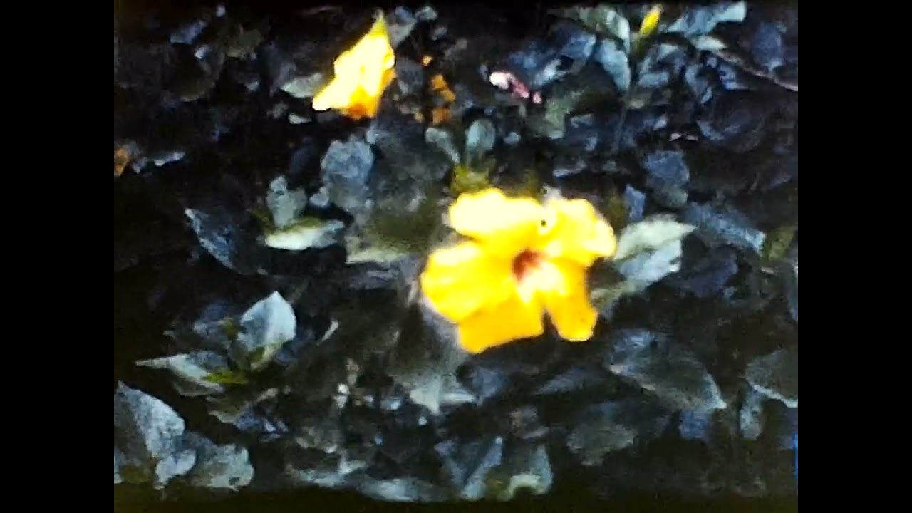 1952 Florida Sailing, St. Petersburg, vintage 8mm film, stock footage 