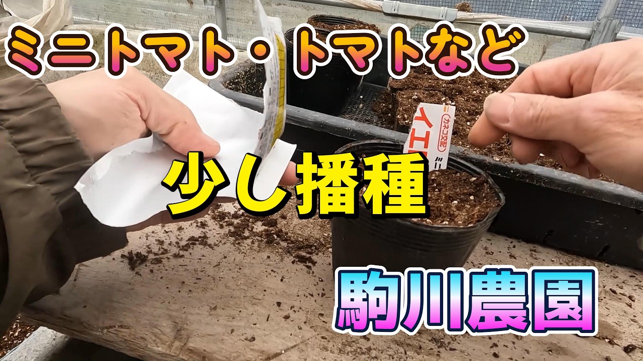 すこし播種　ミニトマト・トマト・スイカ・メロン　駒川農園　26.3.4
