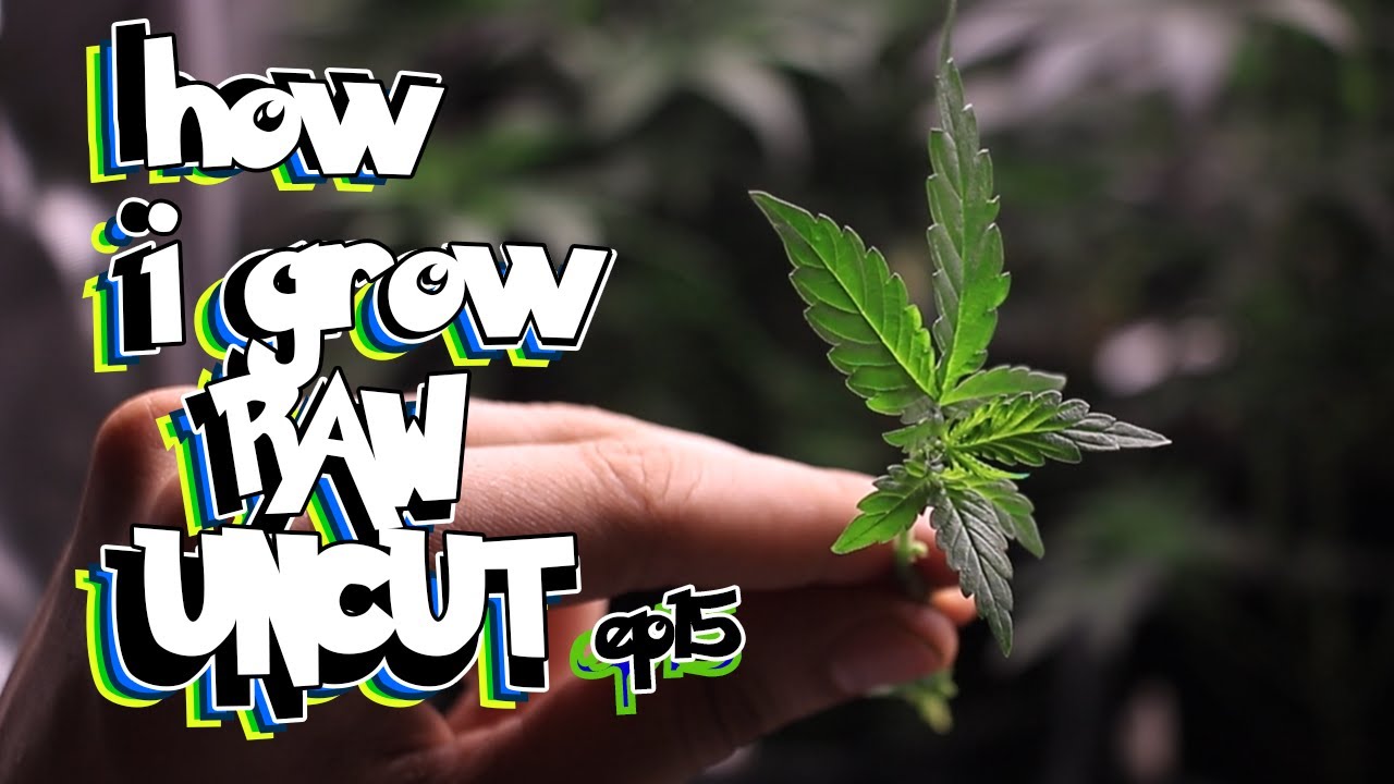 EASIEST FAILPROOF WAY TO CLONE PLUS Training for FLOWER :)  Lollipop and Cloning - RAW UNCUT ep 15