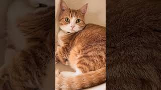 TOP 10 MY CAT POSE #fypシ #catcore #catvideos #microartdotnet