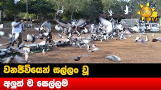 වනජීවියෙන් සල්ලං වූ - අලුත් ම සෙල්ලම - Hiru News