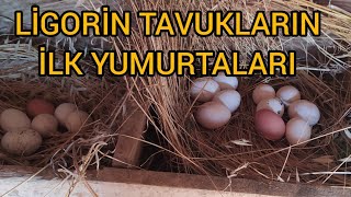 Yeni̇ Gelen Li̇gori̇n Tavuklari İlk Yumurtalarini Yapti.