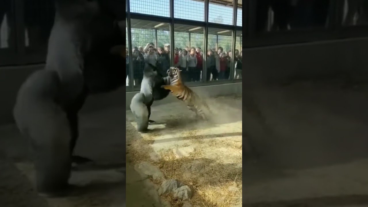 gorila vs tiger 🐅 fight 