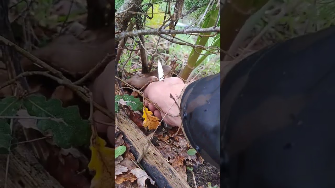 14 febbraio 2026 funghi ferlenghi dopo la tempesta #bosco #ferlenghi #ferula #passeggiate 