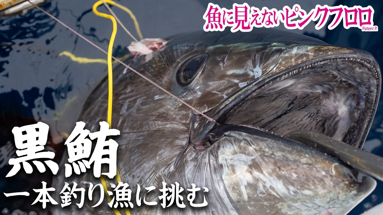 玄界灘のクロマグロ一本釣り漁に密着!!｜魚に見えないピンクフロロ(1446)