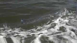 East of Chatham Lures Frenzy Shower Teaser screenshot 5