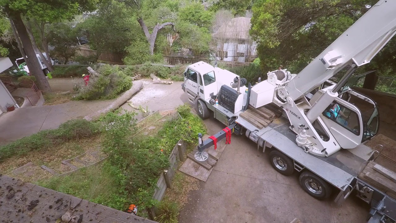 Removing a large oak tree from my backyard