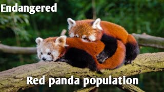 Endangered red panda population