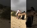 Camel: Stop! Stop trying that you stupid fat ass ! #funny