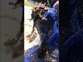田んぼの水路で捕れたのは…