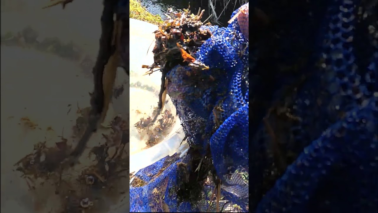 田んぼの水路で捕れたのは…