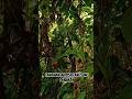 Tanaman yang bisa dimakan kalau tersesat di hutan #shortvideo #shortsfeed #makananhutan