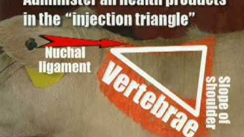 Administering Injections in Cattle