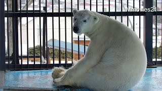 Polar Bear イコロの声〜間もなく上野動物園へ移動するホッキョクグマ