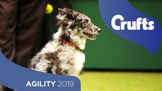 Agility  Kennel Club Novice Cup Final  Medium And Large  Agility | Crufts 2019