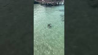 Galápagos sea lions playing at Isla Isabella