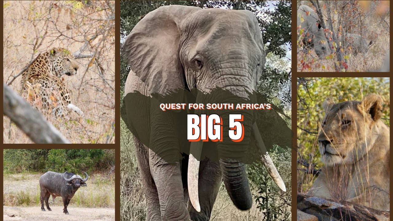 We Saw Them ALL!  Karongwe Portfolio South Africa