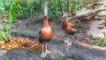 Black Bellied Whistling Duck Call