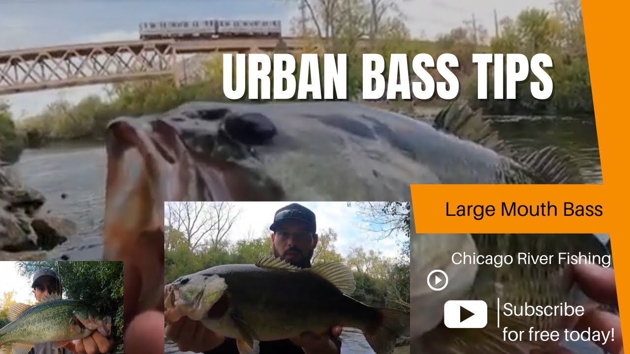 Bass Fishing For Huge Fall River Bass || Chicago River Fishing tips