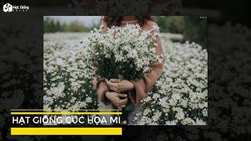 Hạt Giống Hoa Cúc Họa Mi - Hạt Giống Đà Lạt