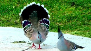 Australian Crested Pigeon - Video 2. Grazing, grooming, dancing!...