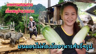 ดิบ ฝน ชนเผ่า EP48 เกษตรผสมผสานเลี้ยงหมูจำนวนมากบนดอยไม่ต้องง้ออาหารสำเร็จรูป