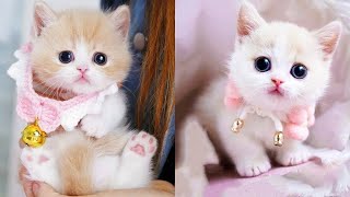 Funniest Cats and Dogs Compilation | Best Funniest Video 2023 | Funny Animal Videos screenshot 5