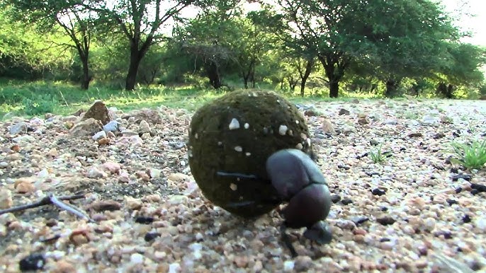 Besouro do esterco escalando uma bola de fezes no deserto e perde