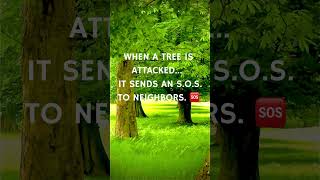 How Trees Talk to Each Other (Mind-blown) 🤯Fact