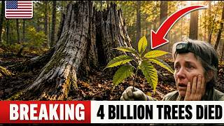 AMERICA'S Great LOST Tree Is RETURNING — But Not The WAY Anyone PREDICTED!