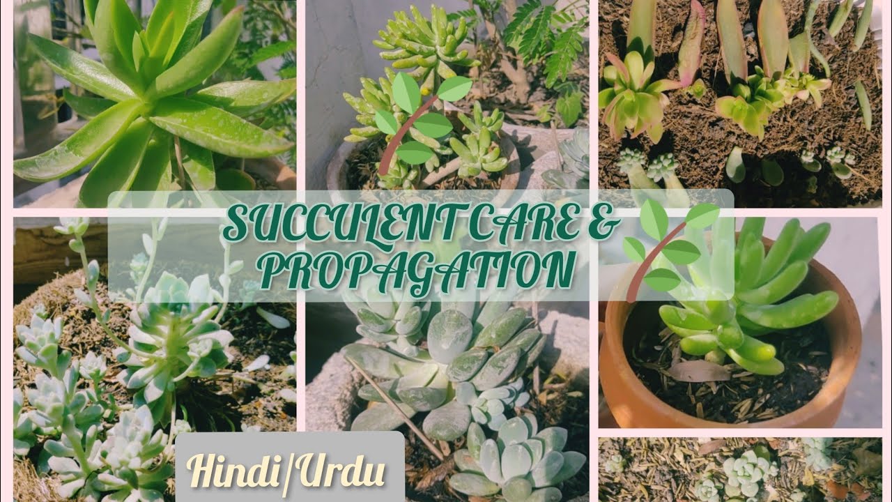 Succulent plant care//Summer//Succulent plant propagation//Succulent ...