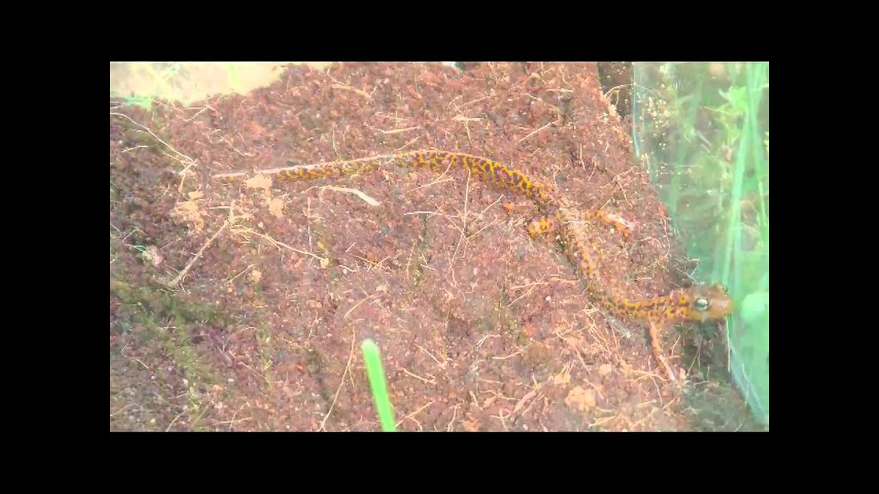 lizard skin grips Northing Ringneck Snakes, Painted Turtle and Longtails!