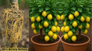 Grow Lemon Trees SUPER Fast with Air Layering! 🔥🍋Tips to Air Layering Propagation