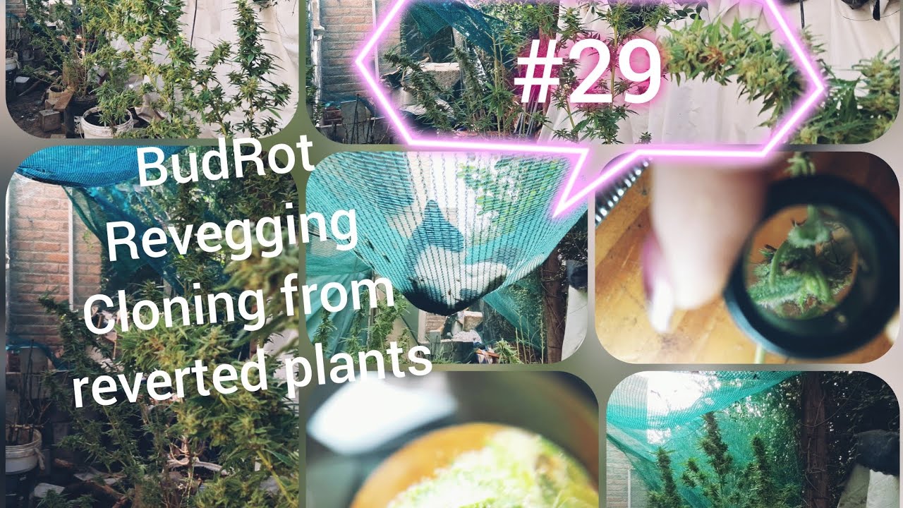 Cloning from revegged 