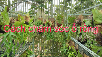 Cách chăm sóc cây ổ rồng