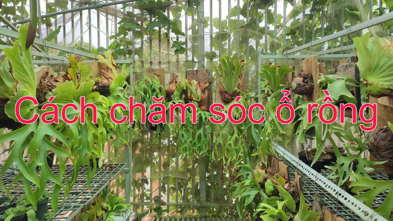Cách chăm sóc cây ổ rồng - YouTube