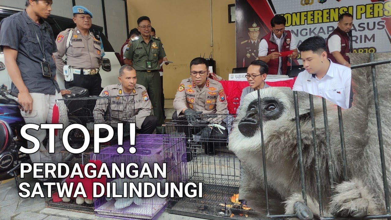 Pengungkapan Satwa Dilindungi, Jaringan Pasar Gelap Internasional