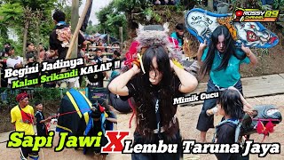 Kalapan Super Heboh Bantengan Sapi Jawi Vs Srikandi Lembu Taruna Jaya Full Mberot