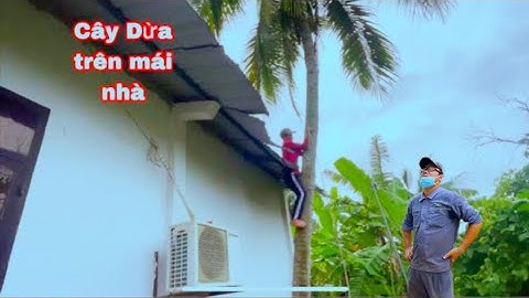 Nhóm A kiệt cưa Cây Dừa nằm trên mái nhà có nhiều độ khó như thế nào mà thợ cưa không dám nhận