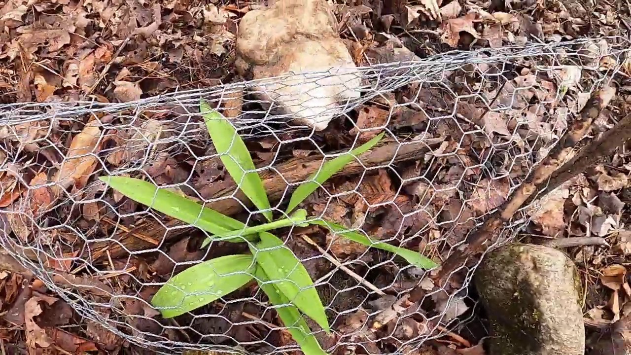 Protecting and harvesting wild leeks YouTube