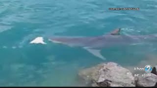 12-foot-long tiger shark in Honolulu Harbor
