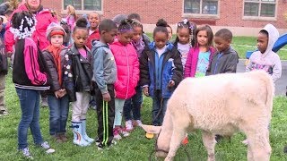 Farm Animals Visit Monroe Elementary School 10/12/18
