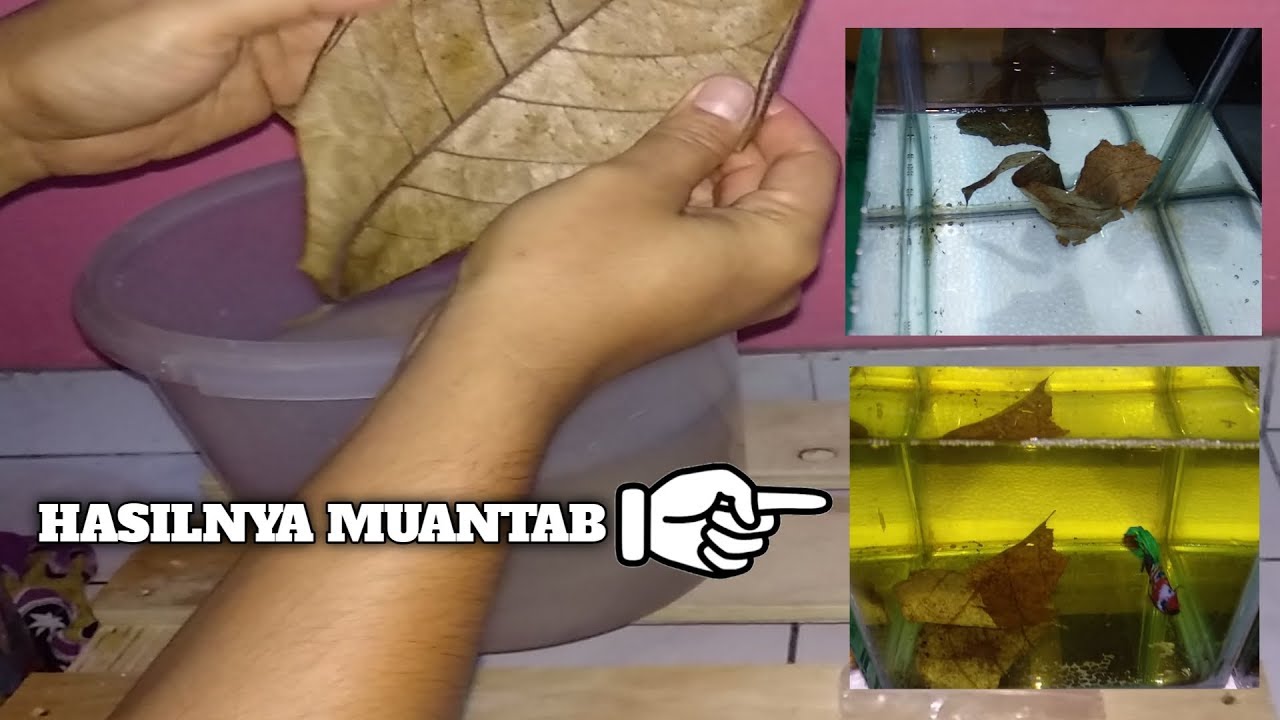 Cara Proses Daun Ketapang Untuk Ikan Cupang - Betta Splendens 