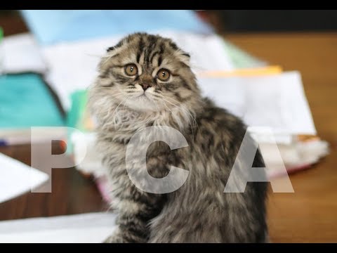 скоттиш-фолд кошки Презентация питомника скоттиш-фолдов PCA ДЕВЯТЬ ЖИЗНЕЙ ВМЕСТЕ