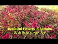 Beautiful Flowers by the Niger River in Bamako